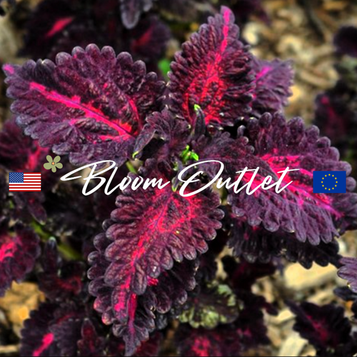 BLACK DRAGON - Coleus Seeds