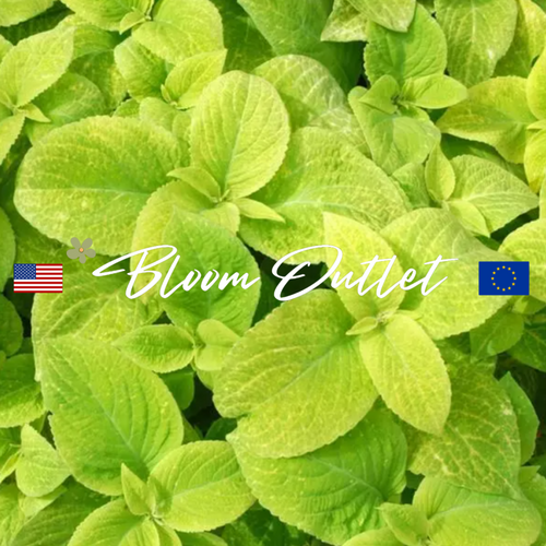 WIZARD GOLDEN Coleus - 50 Seeds