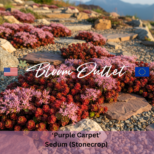 PURPLE CARPET - Stonecrop Seeds (Sedum spurium var. coccineum)