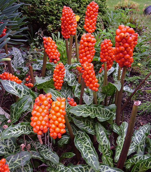 Italian Arum, Lords and Ladies, Italian Lily, Cuckoo Pint - 20 Seeds (Arum italicum ssp italicum)