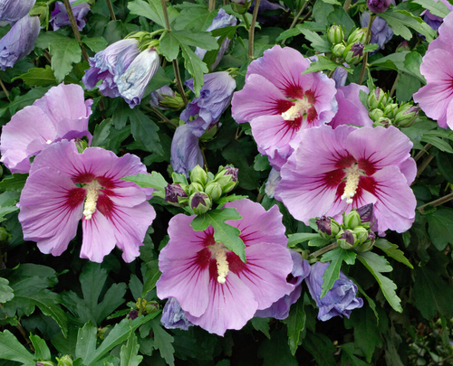 Rose of Sharon, Rose Mallow, Rose of Althea Seeds (Hibiscus syriacus)