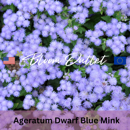 DWARF BLUE MINK - Floss Flower - 500 Seeds (Ageratum houstonianum)