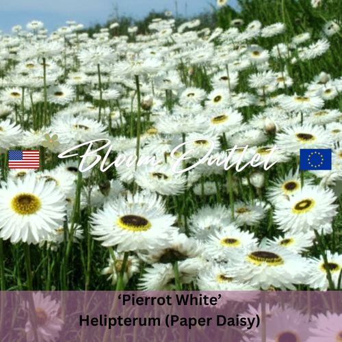 PIERROT WHITE - Paper Daisy, Everlasting Flower, Strawflower (Helipterum roseum)