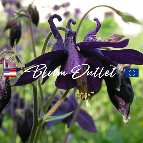 Dark Columbine - 25 Seeds (Aquilegia atrata)