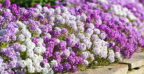 WONDERLAND MULBERRY MIX - Sweet Alyssum - 200 Seeds (Lobularia maritima)