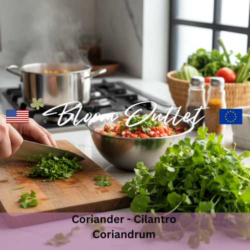 Coriander, Cilantro - Herb Seeds (Coriandrum sativum)