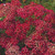 Achillea millefolium 'Cerise Queen' | Yarrow Seeds