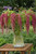 Amaranthus caudatus 'Coral Fountain' | Amaranth | Love lies Bleeding Flower Seeds