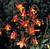 Aquilegia skinneri 'Tequila Sunrise' | Skinner's Columbine Flower Seeds