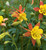 Aquilegia skinneri 'Tequila Sunrise' | Skinner's Columbine Flower Seeds