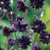 Aquilegia vulgaris 'Black Barlow' | Columbine | Granny's Bonnet Flower Seeds