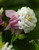 Aquilegia vulgaris 'Pink Petticoat' | Columbine | Granny's Bonnet Flower Seeds