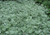 Artemisia absinthium | Wormwood | Absinthe Flower Seeds