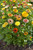 Calendula officinalis 'Playtime Field Grown Mix' | Pot Marigold Flower Seeds