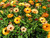 Calendula officinalis 'Playtime Field Grown Mix' | Pot Marigold Flower Seeds