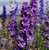 Consolida ajacis ‘Giant Imperial Lilac Spire’ | Rittersporn Prachtmischung | Giant Larkspur Flower Seeds