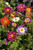 Dahlia variabilis ‘Dandy Improved Mix’ | Collarette-Dahlie | Bedding Dahlia Flower Seeds