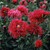 Papaver somniferum var. laciniatum 'Rose Feathers' | Double Fringed Poppy Flower Seeds