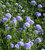 Gilia leptantha | Blue Globe Gilia Flower Seeds