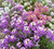 Lobularia maritima ‘Wandering Fieldgrown Mix’ | Strand-Silberkraut | Sweet Alyssum Flower Seeds