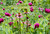 Papaver somniferum 'Lauren's Grape' | Breadseed Poppy Flower Seeds | Schlafmohn