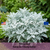 Senecio cineraria ‘Silverdust’ | Dusty Miller Flower Seeds
