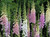 Digitalis purpurea 'Excelsior Mix' | Foxglove Flower Seeds