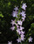 Campanula rapunculus | Rampion Bellflower Seeds