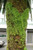Cymbalaria muralis | Ivy Leaved Toadflax | Kenilworth Ivy Flower Seeds