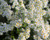 Aster ericoides | Heath Aster | Myrten Aster Flower Seeds