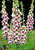 Digitalis purpurea 'Pam's Choice', 'Elsie Kelsey' | Fingerhut | Foxglove Flower Seeds