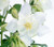 Aquilegia hybrida 'Spring Magic® White' | BULK Columbine Flower Seeds