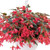 Begonia boliviensis 'Groovy Rose' | BULK Begonia Flower Seeds