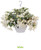 Begonia boliviensis 'Groovy White' | BULK Begonia Flower Seeds