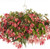 Begonia boliviensis Sun Cities Collection 'San Francisco' | BULK Begonia Flower Seeds