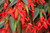 Begonia boliviensis Sun Cities Collection 'Santa Cruz®' | BULK Begonia Flower Seeds