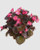 Begonia semperflorens Cocktail® 'Tequila' | BULK Wax Begonia Seeds