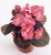 Begonia semperflorens Nightlife 'Deep Rose' | BULK Wax Begonia Seeds