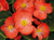 Begonia semperflorens Sprint Plus Orange | BULK Wax Begonia Seeds