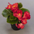 Begonia semperflorens Sprint Plus Red | BULK Wax Begonia Seeds