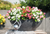 Begonia semperflorens Sprint Plus Maxi Mix | BULK Wax Begonia Seeds