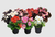 Begonia semperflorens CoolNight Mix | BULK Wax Begonia Seeds