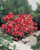 Begonia semperflorens F₁ Super Olympia® Red | BULK Wax Begonia Seeds