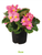 Begonia semperflorens F₁ Super Olympia® Rose | BULK Wax Begonia Seeds