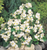 Begonia semperflorens F₁ Super Olympia® White | BULK Wax Begonia Seeds