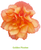 Begonia tuberhybrida F₁ Illumination® Golden Picotee | BULK Tuberous Begonia Seeds