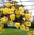 Begonia tuberhybrida F₁ Illumination® Lemon | BULK Tuberous Begonia Seeds
