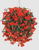 Begonia tuberhybrida F₁ Illumination® Orange | BULK Tuberous Begonia Seeds