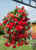 Begonia tuberhybrida F₁ Illumination® Rose | BULK Tuberous Begonia Seeds