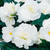Begonia tuberhybrida F₁ Nonstop® White | BULK Tuberous Begonia Seeds